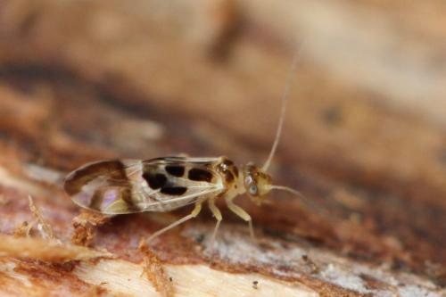 Graphopsocus cruciatus